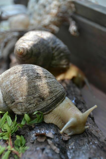 Achatschnecken am Kribbelmobil im Erlebniszoo Hannover (Foto: Katja Woidtke)