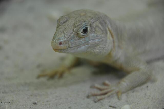 Omaneidechse im Erlebniszoo Hannover (Foto: Katja Woidtke)