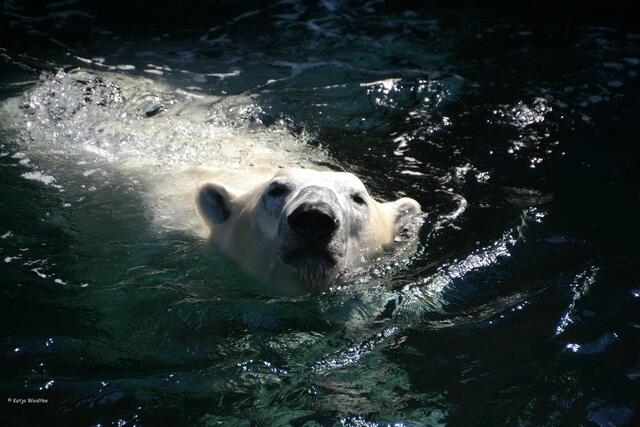 ... wieder ein strahlend weißer Eisbär wird. (Foto: Katja Woidtke)