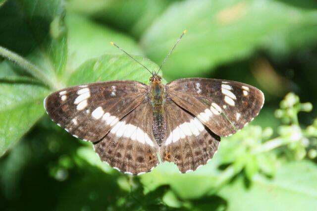 (Limenitis camilla)