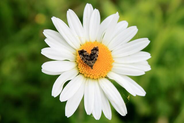 ... bis die große wieder scheint.