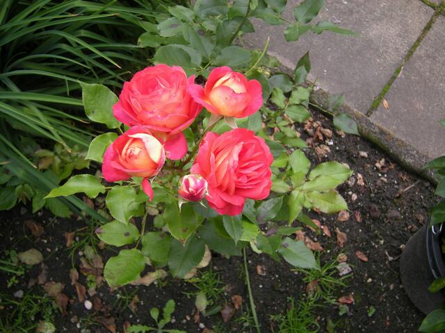 Selbst ältere Rosen gedeihen gut durch Pfege.