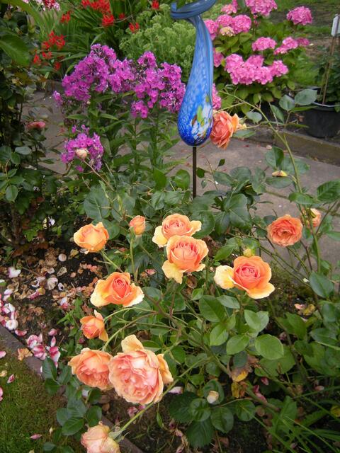 Schöne Rosen.
