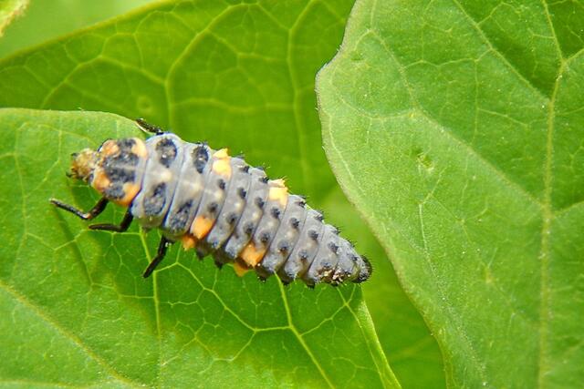 Ein seltsamer Bewohner der Insel - Siebenpunkt-Marienkäfer (Larve / Coccinella septempunctata)