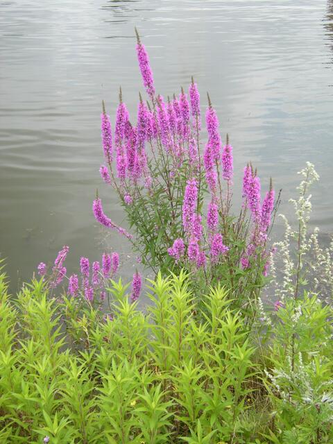 Blutweiderich Insektenfreundlich.
