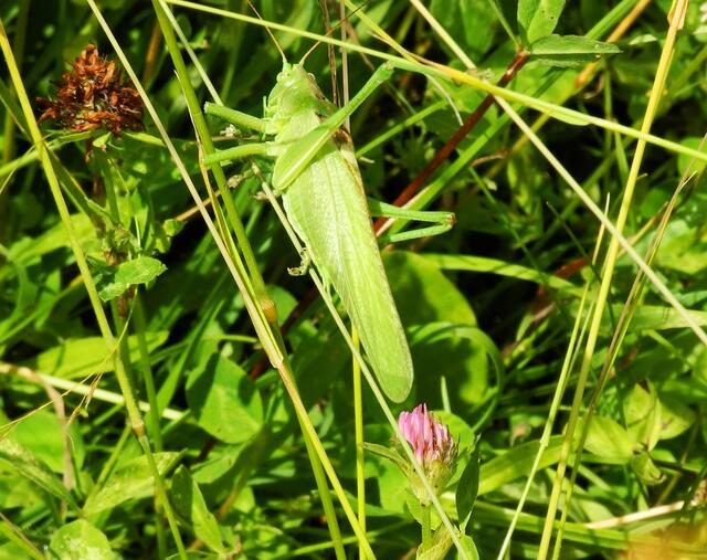 Grünes Heupferd (Tettigonia viridissima) - zwei solcher Tiere sind über die Wiese geflogen und haben damit meine Aufmerksamkeit  auf sich gezogen