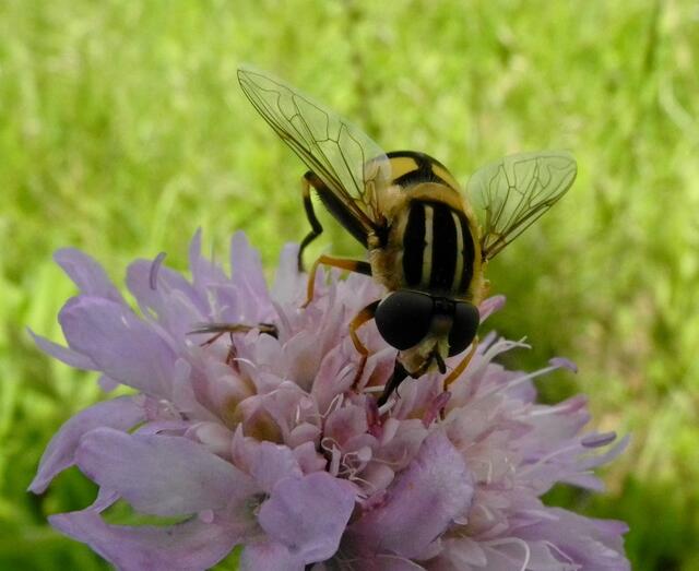 eine Schwebfliege