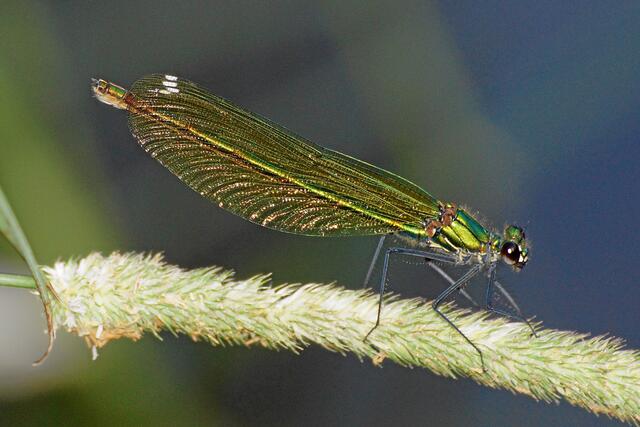 ... Endlich ist mir mit ihr ein vollständiges aber auch unverfängliches Aktfoto gelungen. Das außergewöhnlich hübsche Mädchen hat unseren Model-Vertrag mit "Calopteryx splendens" unterschrieben.