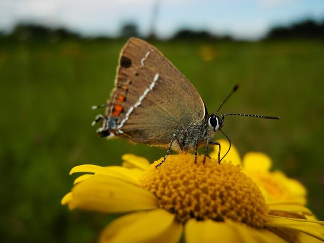 Kreuzdorn-Zipfelfalter (Satyrium spini) aud der Familie der Bläulinge