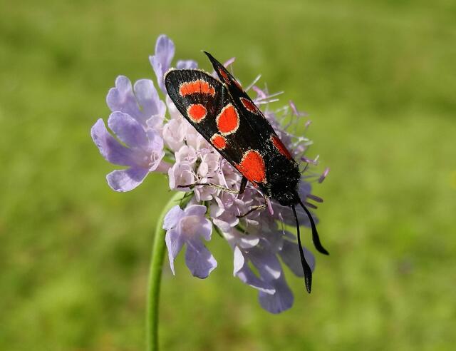 Krainer Widderchen, Esparsetten-Widderchen  (Zygaena carniolica )