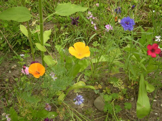 Widblumen.