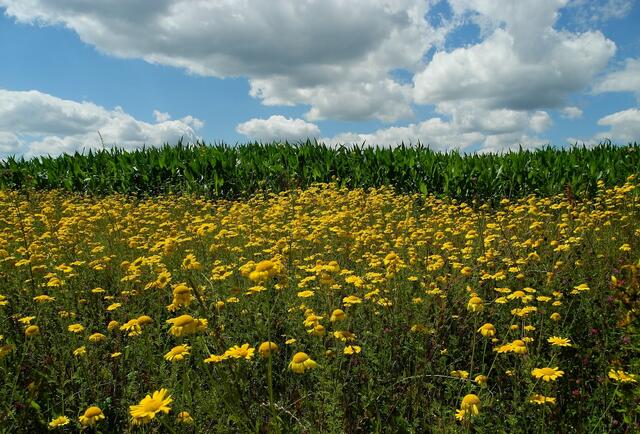 Färberkamille (Anthemis tinctoria, Syn. Cota tinctoria), die auch Färber-Hundskamille genannt wird, gedeiht auf Trockenrasen, an Wegrändern, Dämmen, auf Ödland - wird auch kultiviert - sie ist eine alte Färberpflanze, ihre Blütenkörbe werden verwandt, um Wolle und Leinen in einem kräftigen, warmen Gelb zu färben.