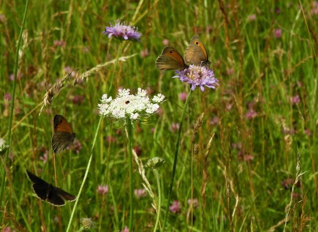 viel Geflatter auf der Wiese