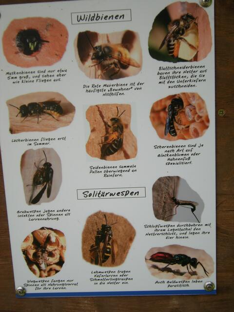 Wildbienen auf der Obstwiese des NABU: