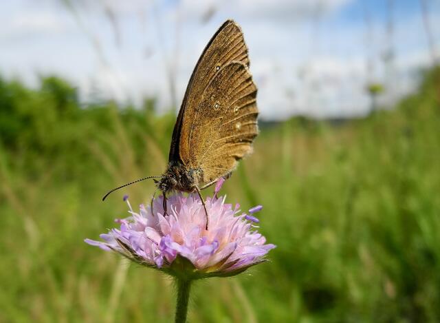 Schornsteinfeger (Aphantopus hyperantus)