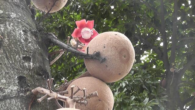Kanonenkugeln am Baum