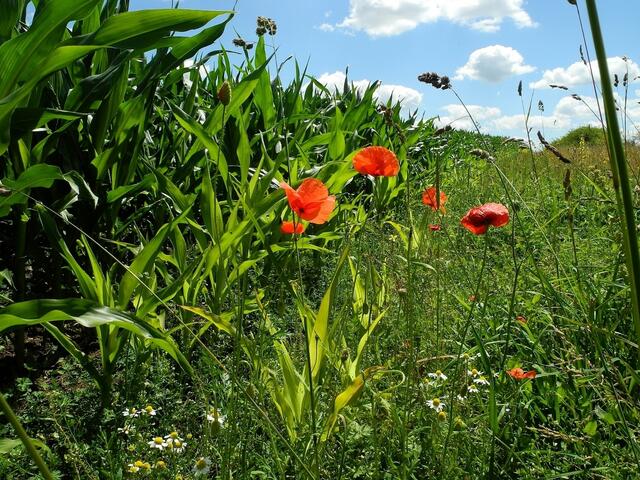 Am Maisfeld