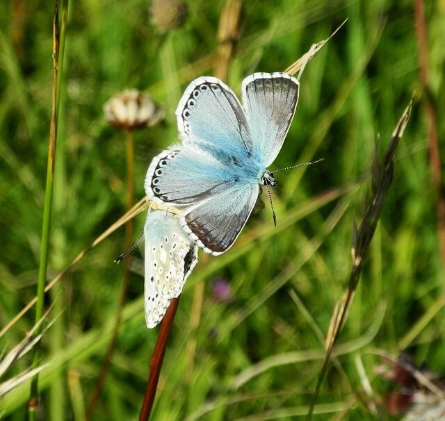 Silbergrüner Bläuling - Polyommatus coridon