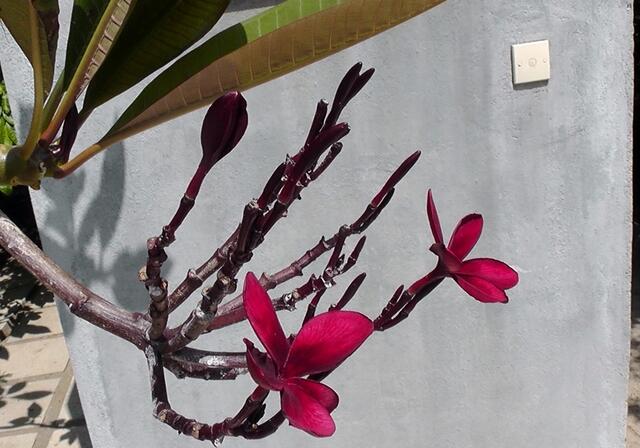 Die Blüte des Plantagenbaumes in rot