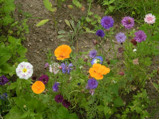 Alle Farben.