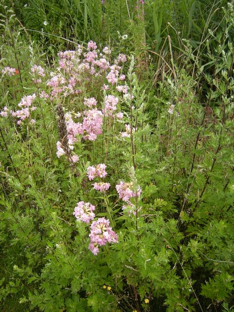 Wilder Phlox.