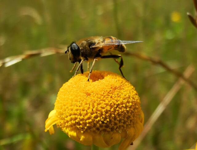 Schwebfliege ???