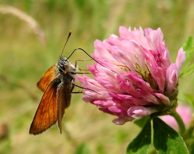 Rostfarbiger Dickkopffalter - Ochlodes sylvanus