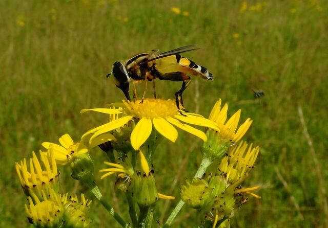 eine Schwebfliege  ?