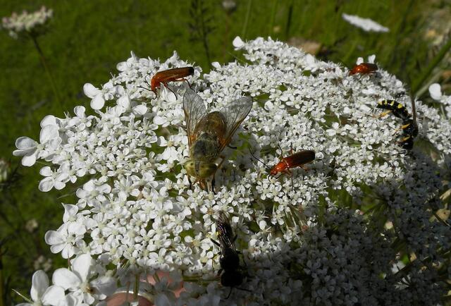 ............viel los hier.............Rinderbremse, Weichkäfer und die Schwebfliegen