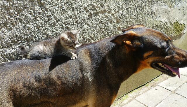 Katze und (auf) Hund - Cora lässt sich alles gefallen - am 15.7.2014 !