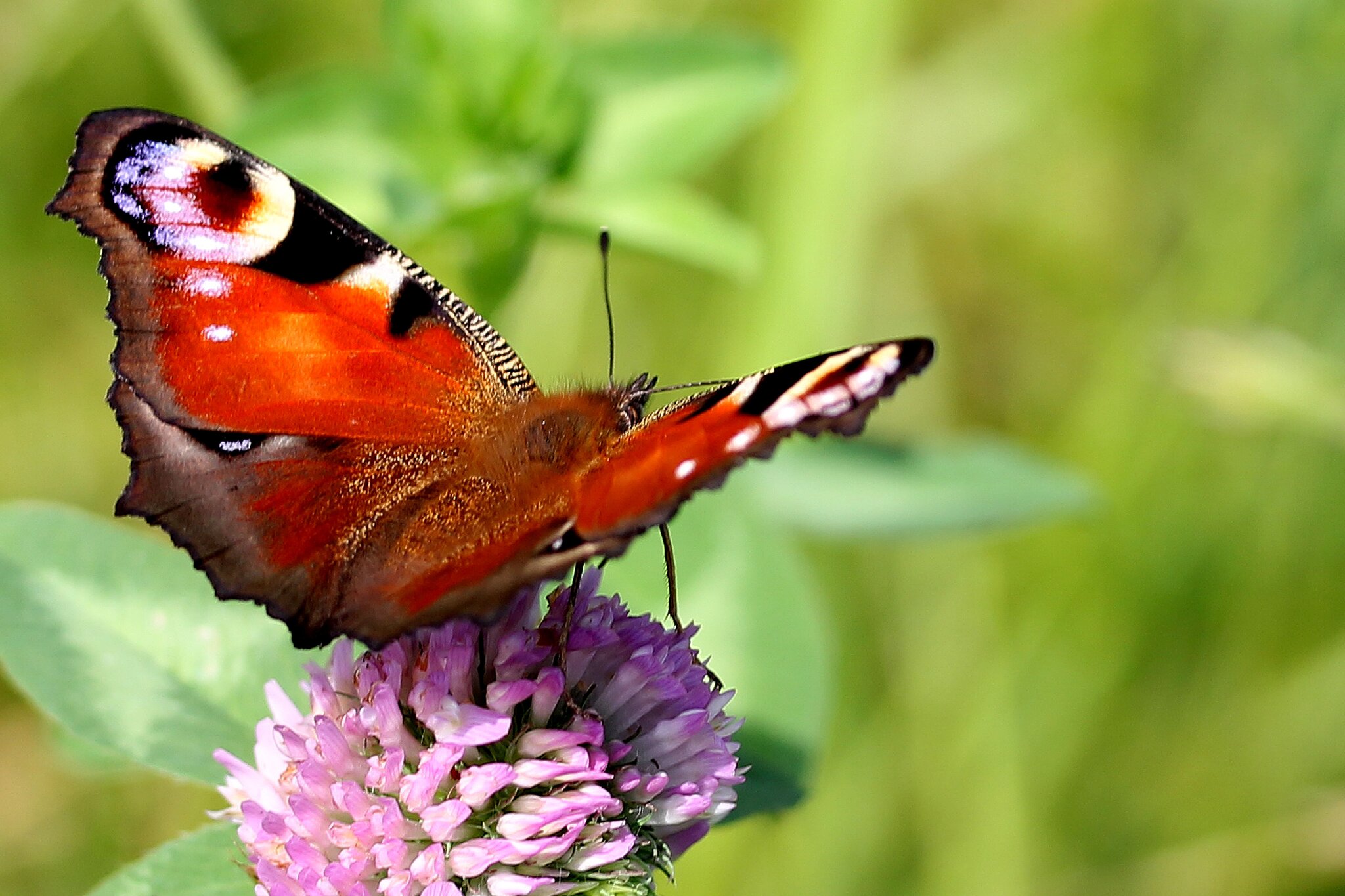 Schmetterlinge Berlin