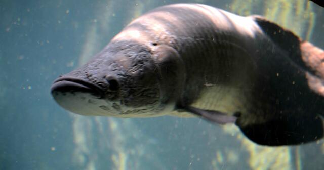 Der Arapaima gehört zu den  größten Süßwasserraubfischen und kann über 4 Meter groß werden.