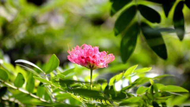 Paradiesblume?