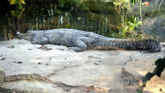 Das Sunda-Gavial ist auch ein Krokodil
