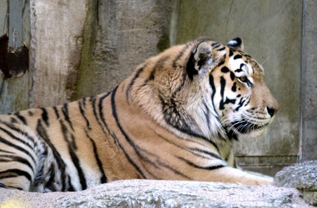 Tiger Taiga Tiescher