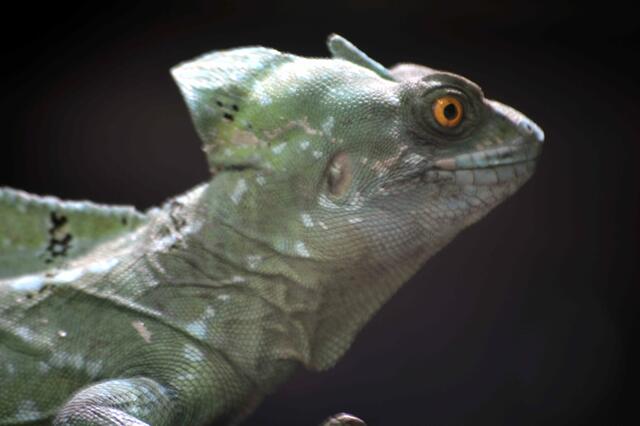 Stirnlappen-Basilisk (Leguan)