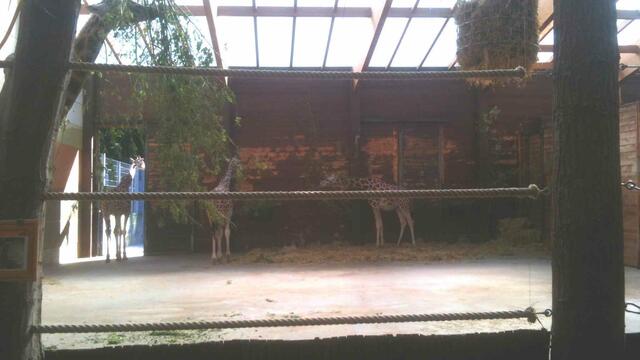 Mit dem Händy im Giraffenhaus