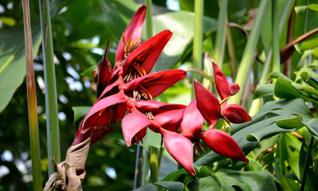 Heliconien