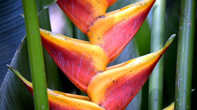 Hummerschere (Heliconia)