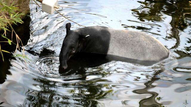 Schabrakkentapir