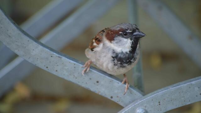 Spatz passt auf.