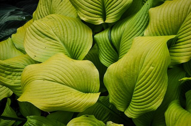 ... & mit der Hosta geht mein Bummel durch den Berggarten zu Ende.