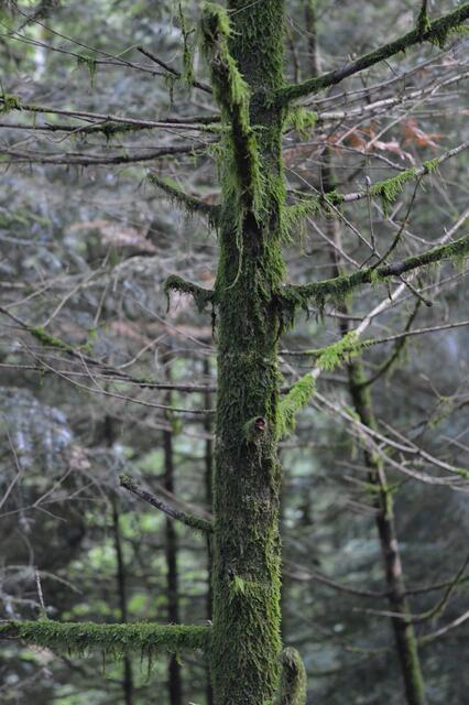 Im Wald boten selbst normale Bäume ein interessantes Motiv.
