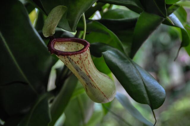 Kannenpflanzen, ihre Heimat ist Borneo