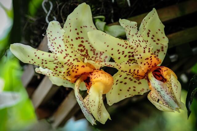 Stanhopea Orchideen, sie kommen aus Südamerika und duften stark nach Vanille oder Kakao.