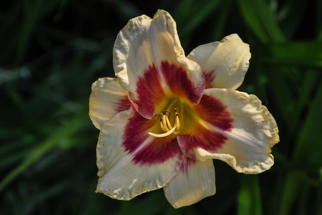 Gestatten, ich bin eine Taglilie namens Todd Monroe