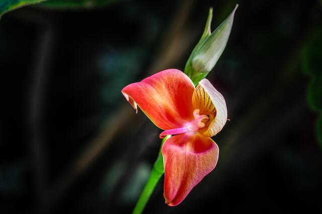 Disa - Sumpforchideen aus Südafrika