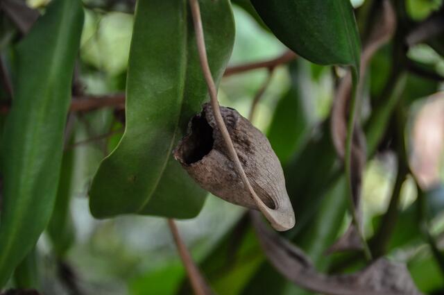 Kannenpflanze, aber bereits vertrocknet