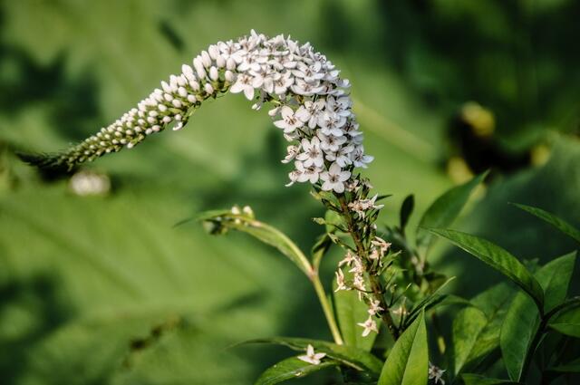 Sieht tatsächlich wie ein Entenschnabel aus und heißt auch so: Entenschnabel-Felberich