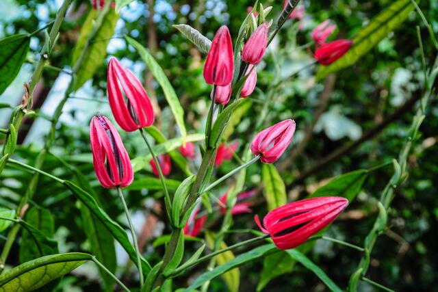 Pavonie - ein Malvengewächs